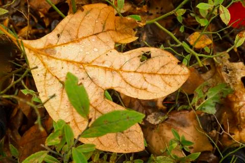 Fall scenery. Foto stock