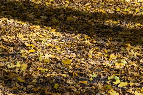Fall scenes in the forest Stock Photos