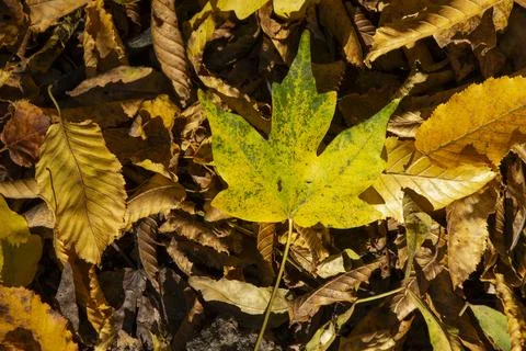 Fall scenes in the forest Stock Photos