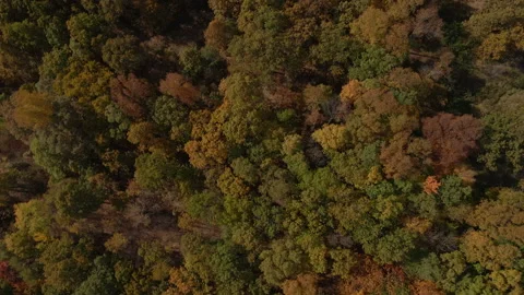 Fall season, Autumn landscape. Aerial Stock Footage