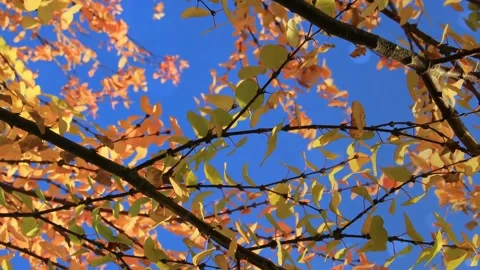 Fall Season B-Roll: Forest Floor and Bright Canopy Stock Footage 346196975