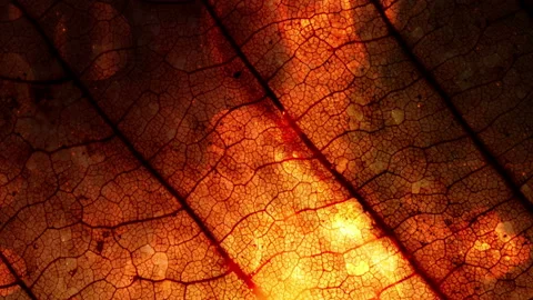 Fall Season Background Loop 스톡 동영상 139380816