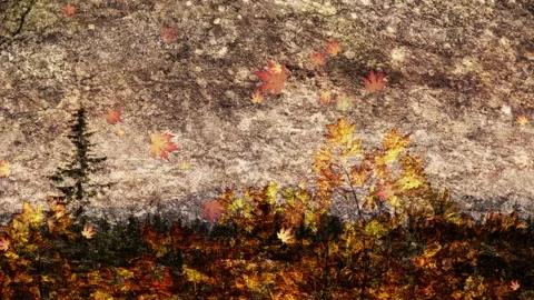 Fall Season Background Loop Stock Footage 162711757