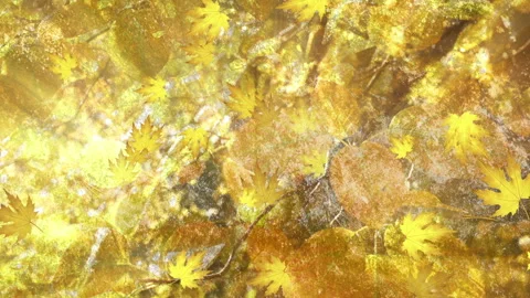 Fall Season Background Loop Stock Footage 162716741