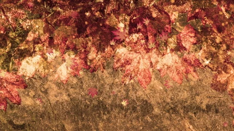 Fall Season Background Loop Stock Footage 162718798