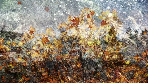 Fall Season Background Loop Stock Footage 162722955