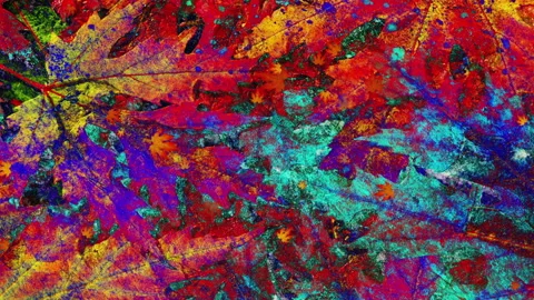 Fall Season Background Loop Stock Footage 162724728