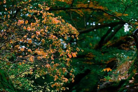 Fall season background tree leaves on a branches Stock Photos