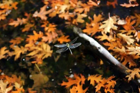 Fall season dragonfly Stock Photos