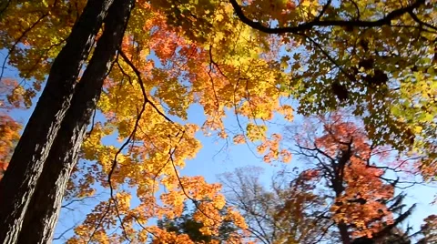 Fall Season Foliage Stock Footage 52348151