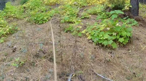 Fall season forest floor Stock Footage 12707113