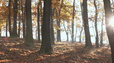 Fall Season in the Forest Stock Footage 56602433