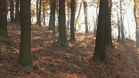 Fall Season in the Forest Stock Footage 56607099