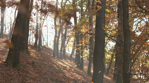 Fall Season in the Forest Stock Footage 56609154