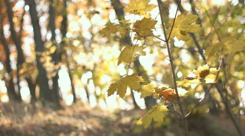 Fall Season in the Forest Stock Footage 56610610
