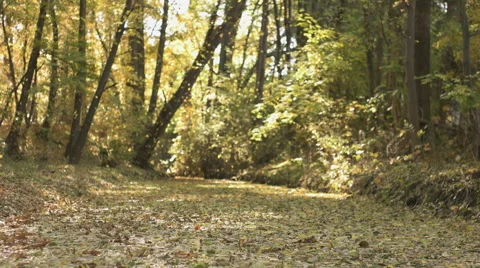 Fall Season in the Forest Stock Footage 56617446