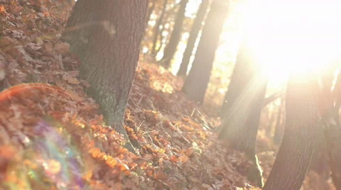 Fall Season in the Forest Stock Footage 56625674