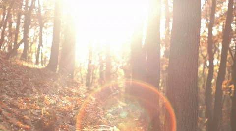 Fall Season in the Forest Stock Footage 56626356