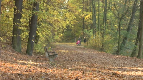 Fall Season in the Forest Stock Footage 56626869
