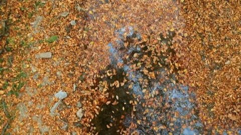 Fall season in the forest Stock Footage 97118013