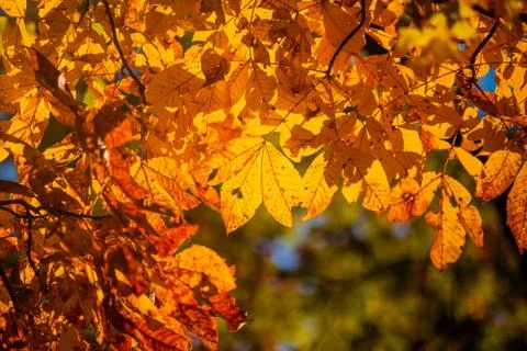Fall season Stock Photos