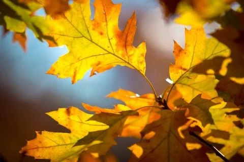Fall season Stock Photos