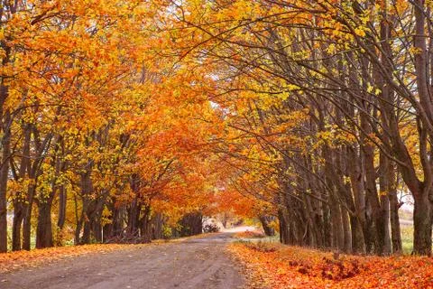 Fall season. Rows of trees lining long empty path. Park alley in Belarus Stock Photos