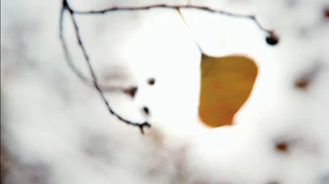 Fall Season in Texas Stock Footage 32632307