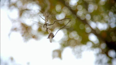 Fall Season in Texas Stock Footage 32632363