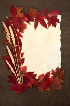 Fall Season Vivid Red Maple Leaf and Grain Design Stock Photos
