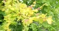 Fall season yellow leaves beech branch close up stock footage 4k or 4k+ Resolution