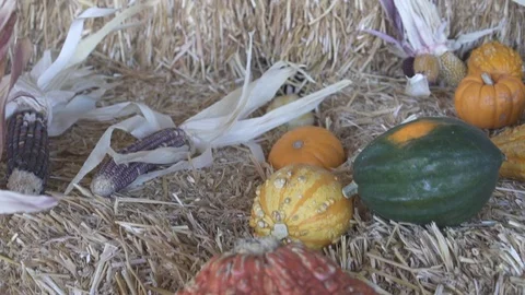 Fall Seasonal Squash Stock Footage 98100776