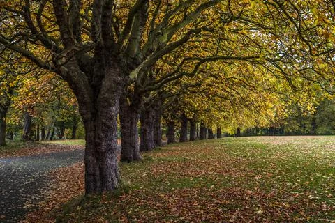 Fall at Sefton Park Stock Photos