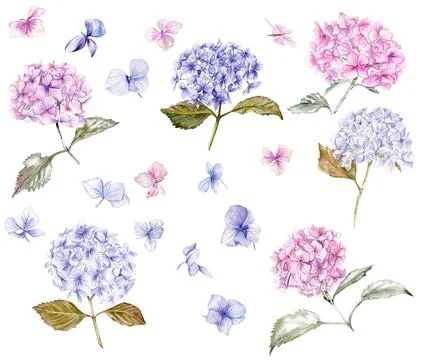 Fall set with blue and pink hydrangea flowers. For cards, backgrounds. Waterc Stock Illustration