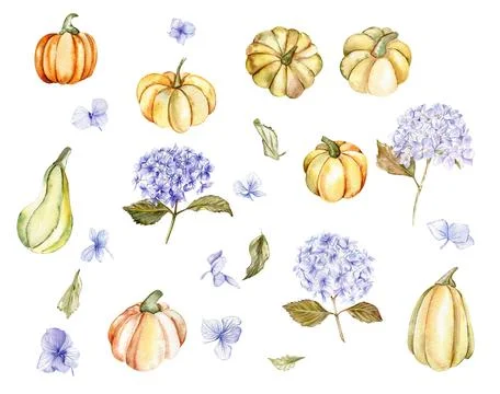 Fall set with blue hydrangea and pumpkins. For cards, backgrounds. Watercol.. Stock Illustration