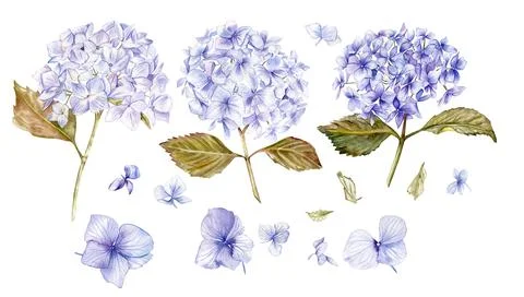 Fall set with blue hydrangeas. For cards, backgrounds. Watercolor illustratio Stock Illustration