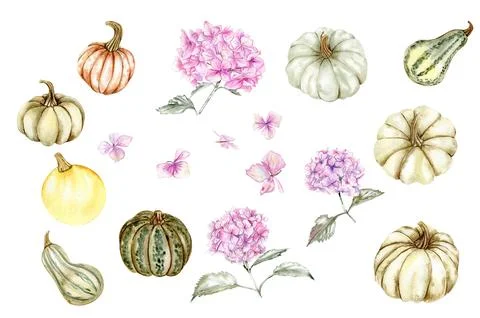 Fall set with pink hydrangea and pumpkins. For cards, backgrounds. Watercolor Stock Illustration