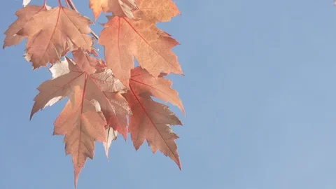 Fall- side view orange maple leaves against the blue sky 4k. Stock Footage 97383155