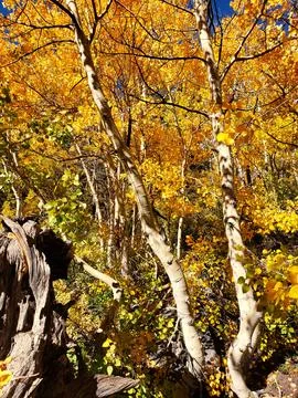 Fall in the Sierras Stock Photos