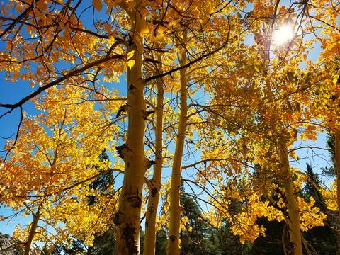 Fall in the Sierras Stock Photos