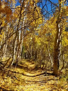 Fall in the Sierras Foto stock