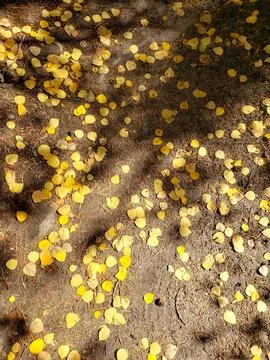 Fall in the Sierras Stock Photos