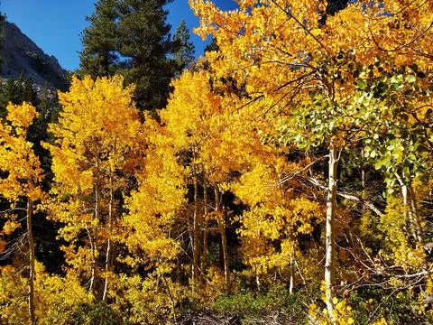 Fall in the Sierras Foto stock