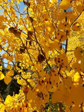 Fall in the Sierras Stock Photos