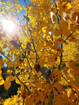 Fall in the Sierras Stock Photos
