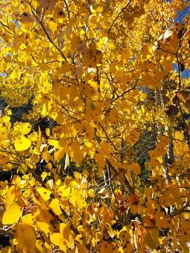 Fall in the Sierras Stock Photos