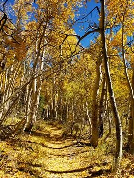Fall in the Sierras Stock Photos