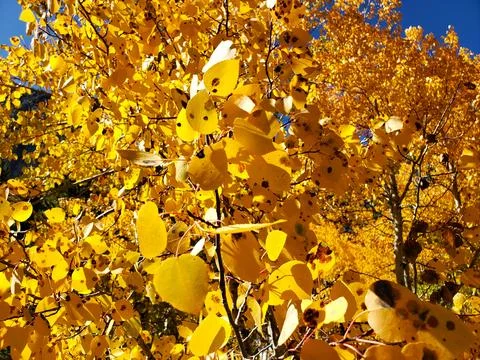 Fall in the Sierras Stock Photos