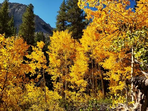 Fall in the Sierras Foto stock