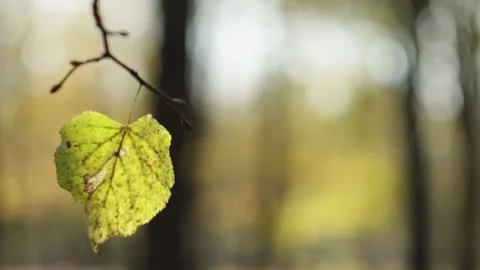 Fall. A single leaf on a branch sways in the wind in slow motion. Autumn. End of Stock Footage 157579467